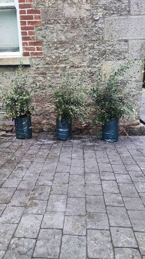 Quality Coral Berry Hedging in sizes