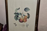 Antique engraving Duhamel, Poiteau, &amp; Turpin - Pears