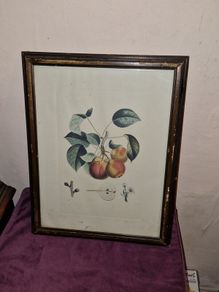 Antique engraving Duhamel, Poiteau, & Turpin - Pears