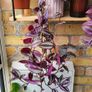 Trailing Tradescantia Zebrina. House plant. Image 5
