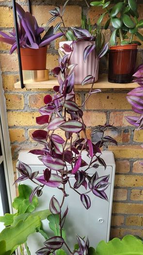 Trailing Tradescantia Zebrina. House plant.