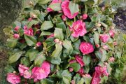 Camellia japonica Roger Hall pink
