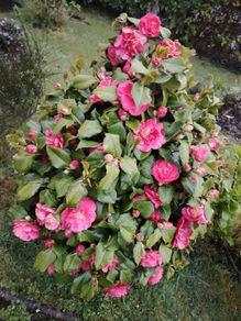 Camellia japonica Roger Hall pink