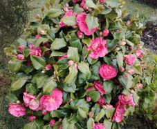 Camellia japonica Roger Hall pink