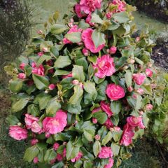 Camellia japonica Roger Hall pink