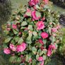 Camellia japonica Roger Hall pink Image 8