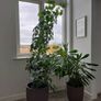 schefflera plant Image 2