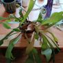 Free staghorn fern Image 2