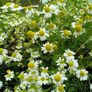 Organic Matricaria Chamomilla Seeds Image 5