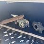 Tank Image 4