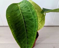 Anthurium Peltigerum Plant