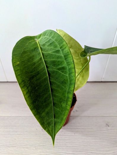 Anthurium Peltigerum Plant