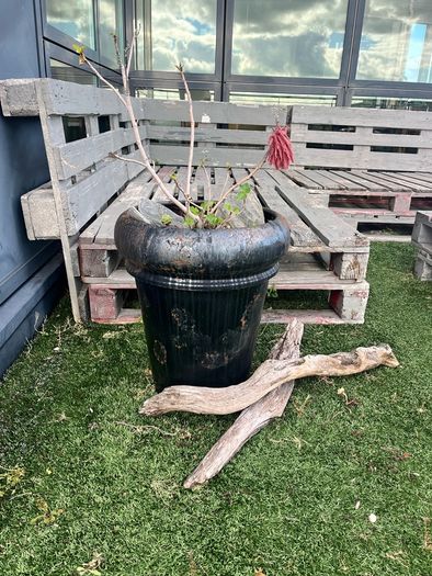 Pot with Fig tree