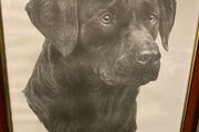 Mike Sibley signed Labrador print