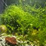 java moss Image 2