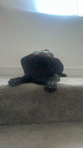 Puppy