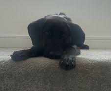 Puppy