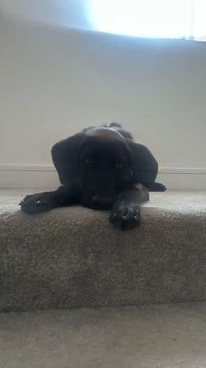 Puppy