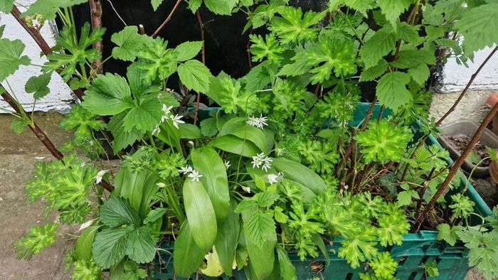 plant raspberry seedlings, blackcurrant, wild garlic