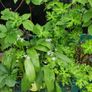 plant raspberry seedlings, blackcurrant, wild garlic Image 2