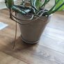 MONSTERA Potted plant Image 3