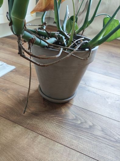 MONSTERA Potted plant