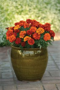 (M) French Marigold Fireball seeds (15s) (415274)