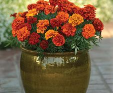 (M) French Marigold Fireball seeds (15s) (415274)