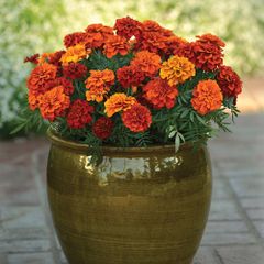 (M) French Marigold Fireball seeds (15s) (415274)