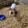 piglet Image 5