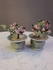 Two Jade Bonsai Trees