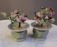 Two Jade Bonsai Trees