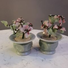 Two Jade Bonsai Trees