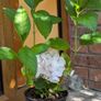 Hydrangea Image 2