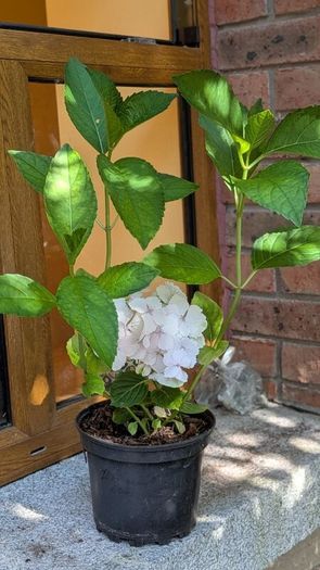 Hydrangea