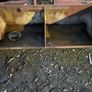 JCB buckets Image 7