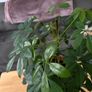 Indoor House Plant Image 2