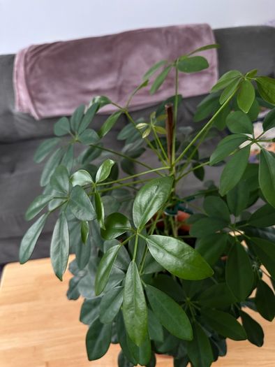 Indoor House Plant