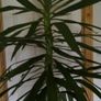Yucca Flower Image 3