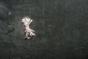 Jewellary