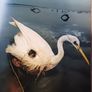 National Geographic Greatest Photographs/ Through the Lens / 1996 Image 7