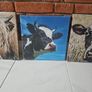 Cow pictures Image 3