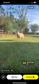 Pedigree registered Charolais rams