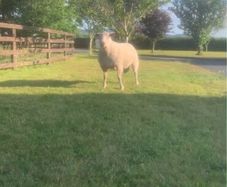 Pedigree registered Charolais rams