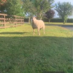 Pedigree registered Charolais rams