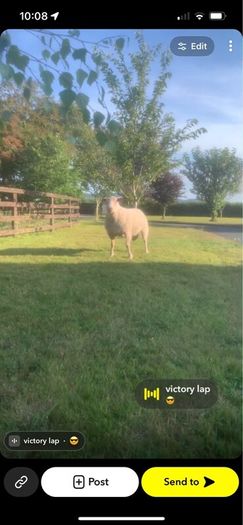 Pedigree registered Charolais rams