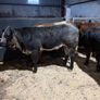Beef heifers Image 9