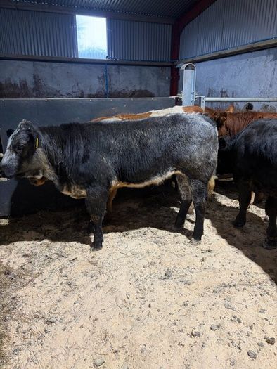 Beef heifers