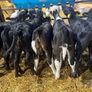 Hereford & Angus heifer calves Image 8