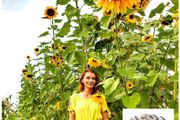 (S) Sunflower Tall Giant seeds 2g (30 seeds) (412464)